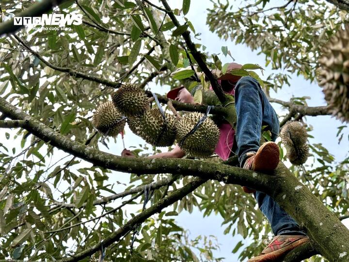 Nghề kiếm chục triệu mỗi ngày từ cây sầu riêng - Ảnh 4
