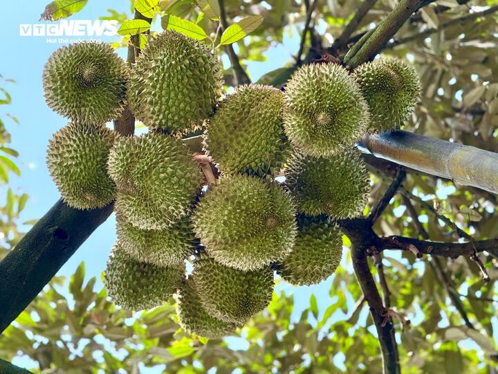 Nghề kiếm chục triệu mỗi ngày từ cây sầu riêng - Ảnh 5