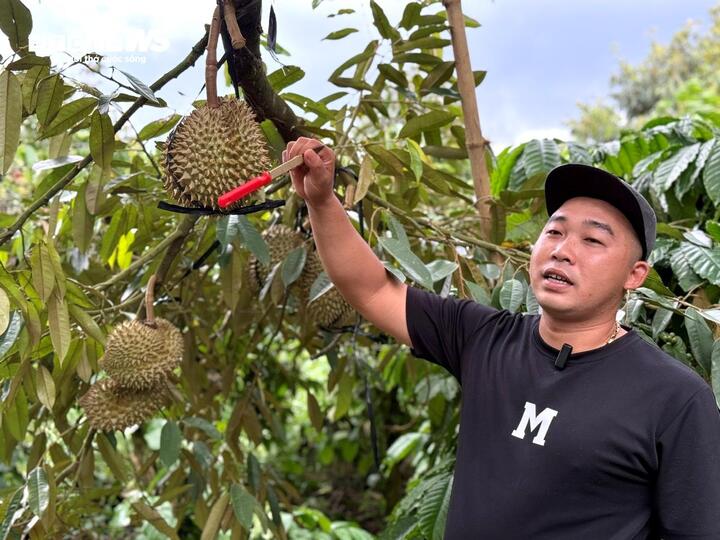 Nghề kiếm chục triệu mỗi ngày từ cây sầu riêng - Ảnh 1