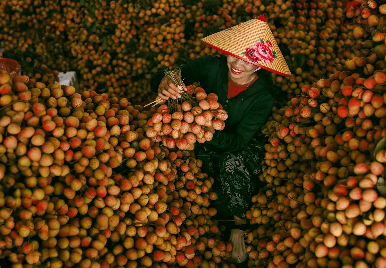 Cảm nhận niềm vui lao động qua bộ ảnh người dân thu hoạch vải - Ảnh 2