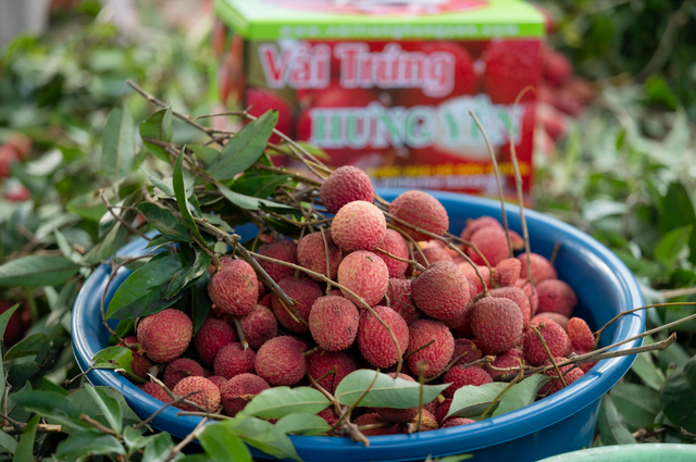 Vải trứng Hưng Yên được mang bán trên trời! - Ảnh 5