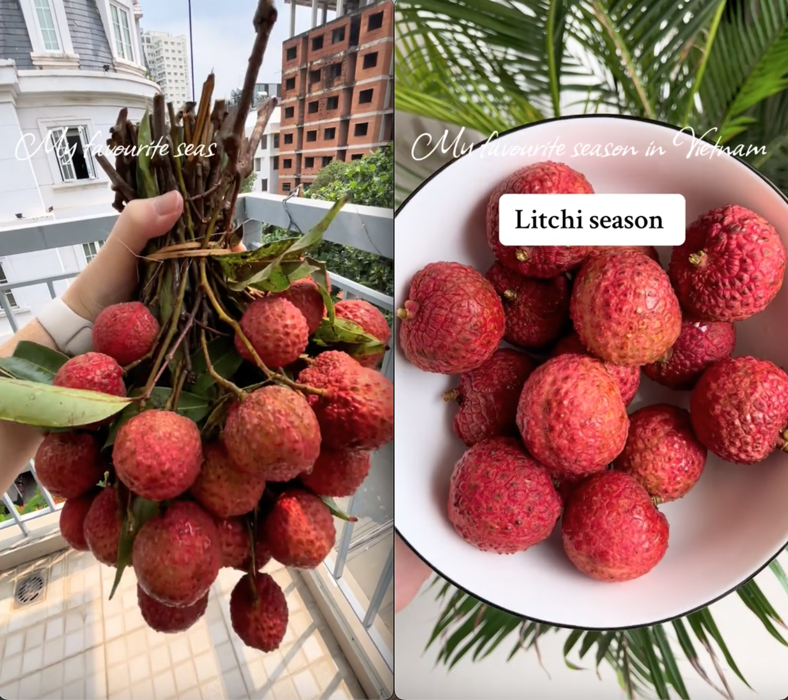 Bỏ 30.000 đồng/kg mua loại trái cây yêu thích ở Việt Nam, khách Tây khiến dân mạng bái phục vì "mát tay" chọn được giá hời - Ảnh 1