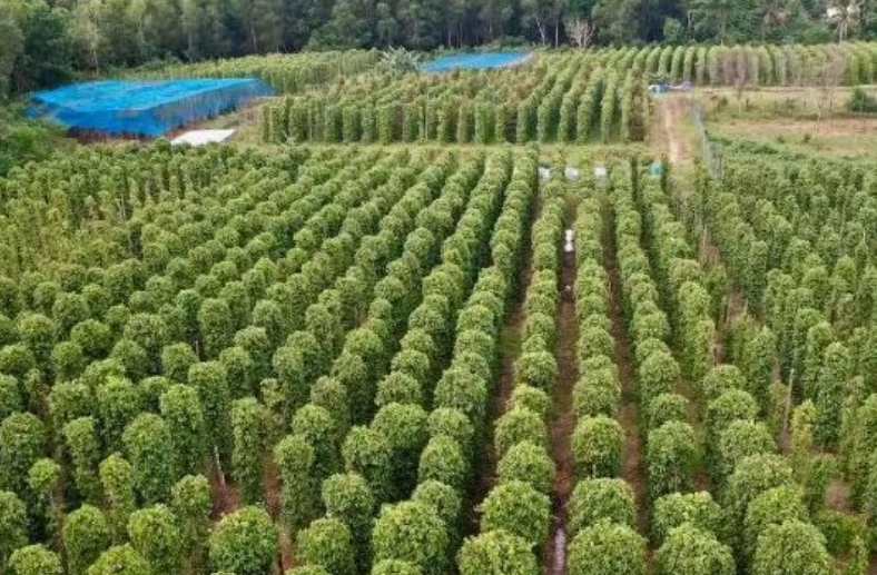 Mỹ bất ngờ săn lùng một loại nông sản quý hiếm của Việt Nam: Nước ta xuất khẩu bằng cả thế giới cộng lại, sở hữu hơn 100.000 ha diện tích trồng - Ảnh 1