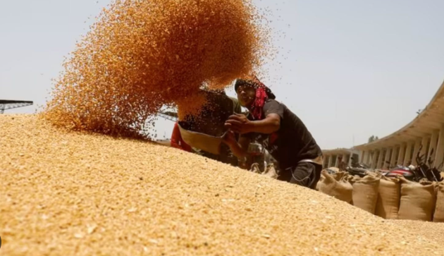 Một loại ‘báu vật nông sản’ của Nga rơi vào cảnh sóng gió: Giá rẻ bất ngờ do nhu cầu yếu, hàng trăm nghìn tấn hàng vừa đổ bộ vào Việt Nam - Ảnh 1