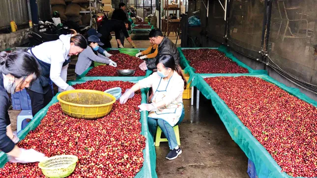 Lý do giá cà phê lao dốc - Ảnh 2