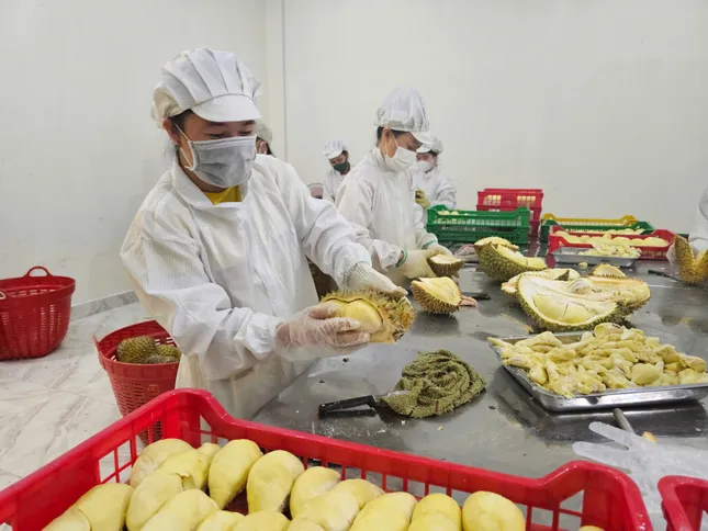 Sầu riêng nhiễm chất cấm sắp 'hết cửa' ở Đắk Lắk - Ảnh 2