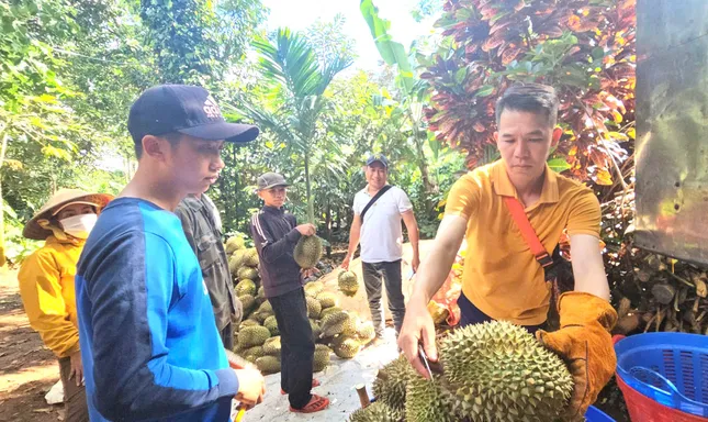 Sầu riêng nhiễm chất cấm sắp 'hết cửa' ở Đắk Lắk - Ảnh 1