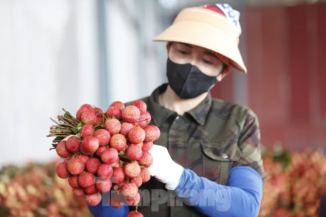 Đi chợ vải thiều Bắc Giang - Ảnh 10