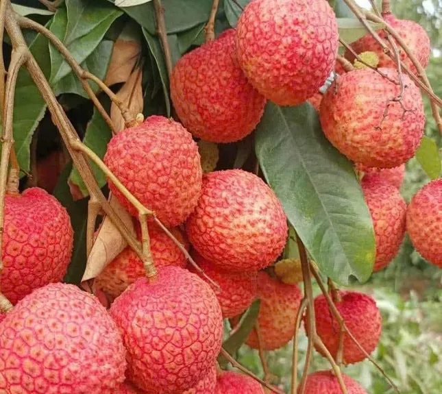 Mùa vải chín - Ảnh 3