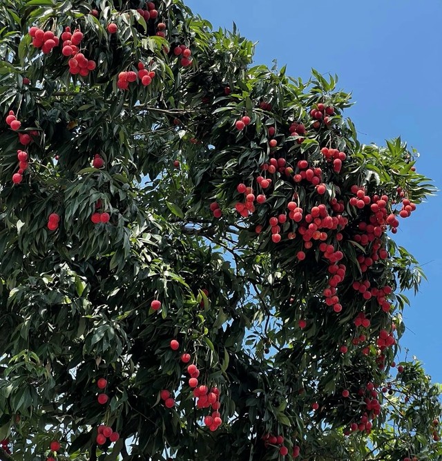 Loại vải hơn 10.000đ/quả, to bằng trứng gà: Người ăn nhận xét "Chưa bao giờ ăn vải nào ngon thế này" - Ảnh 4