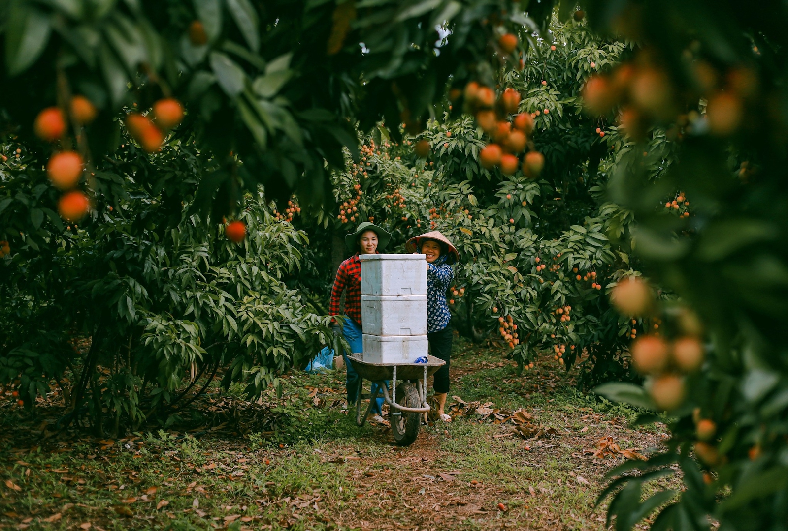 Cảm nhận niềm vui lao động qua bộ ảnh người dân thu hoạch vải - Ảnh 6