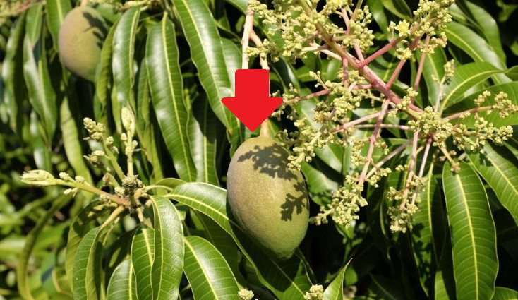 Vượt xa Campuchia, Thái Lan, một mặt hàng của Việt Nam chiếm lĩnh thị trường Trung Quốc, chiếm tới 97% - Ảnh 1