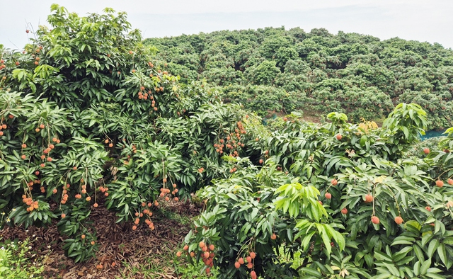 Đặc sản Việt Nam tự tin "tốt nhất từ trước đến nay": TQ gần như ôm trọn, chiếm 97% tổng hàng xuất ngoại - Ảnh 2