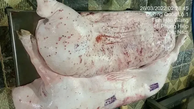 Lộ sai phạm kiểm soát tại lò mổ heo cho Công ty C.P Việt Nam - Ảnh 1