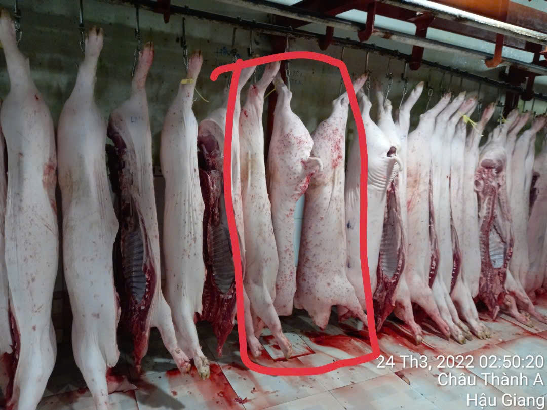 Vụ tố cửa hàng C.P. Việt Nam: Ông L.Q.N lại tung thêm bằng chứng? - Ảnh 1