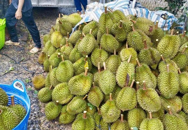 Cảnh trái ngược trên thị trường sầu riêng Lâm Đồng - Ảnh 2