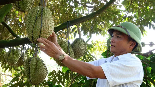 Cảnh trái ngược trên thị trường sầu riêng Lâm Đồng - Ảnh 1