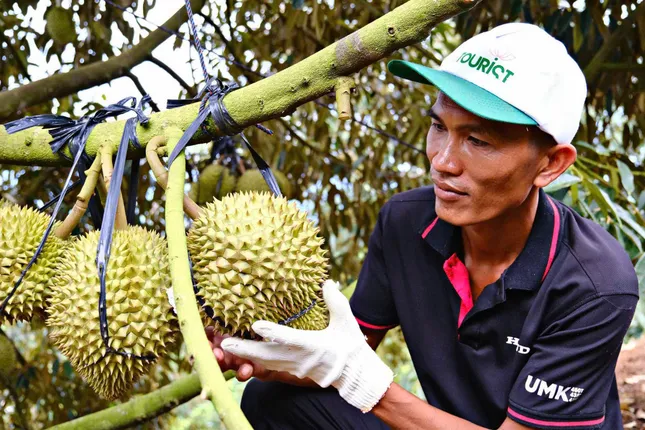 Cảnh trái ngược trên thị trường sầu riêng Lâm Đồng - Ảnh 3