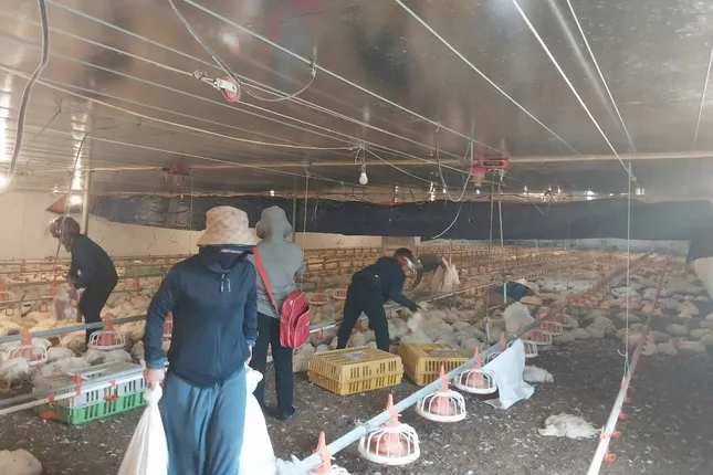 Hơn 10.000 con gà chết ngạt trước ngày xuất chuồng, chủ trang trại mất trắng tiền tỷ - Ảnh 2