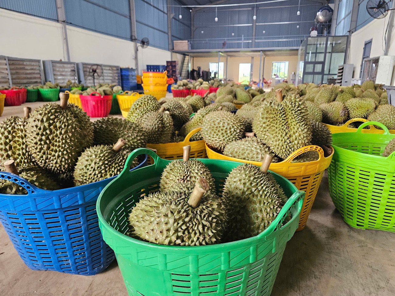 Sầu riêng rớt giá do... ông trời - Ảnh 3