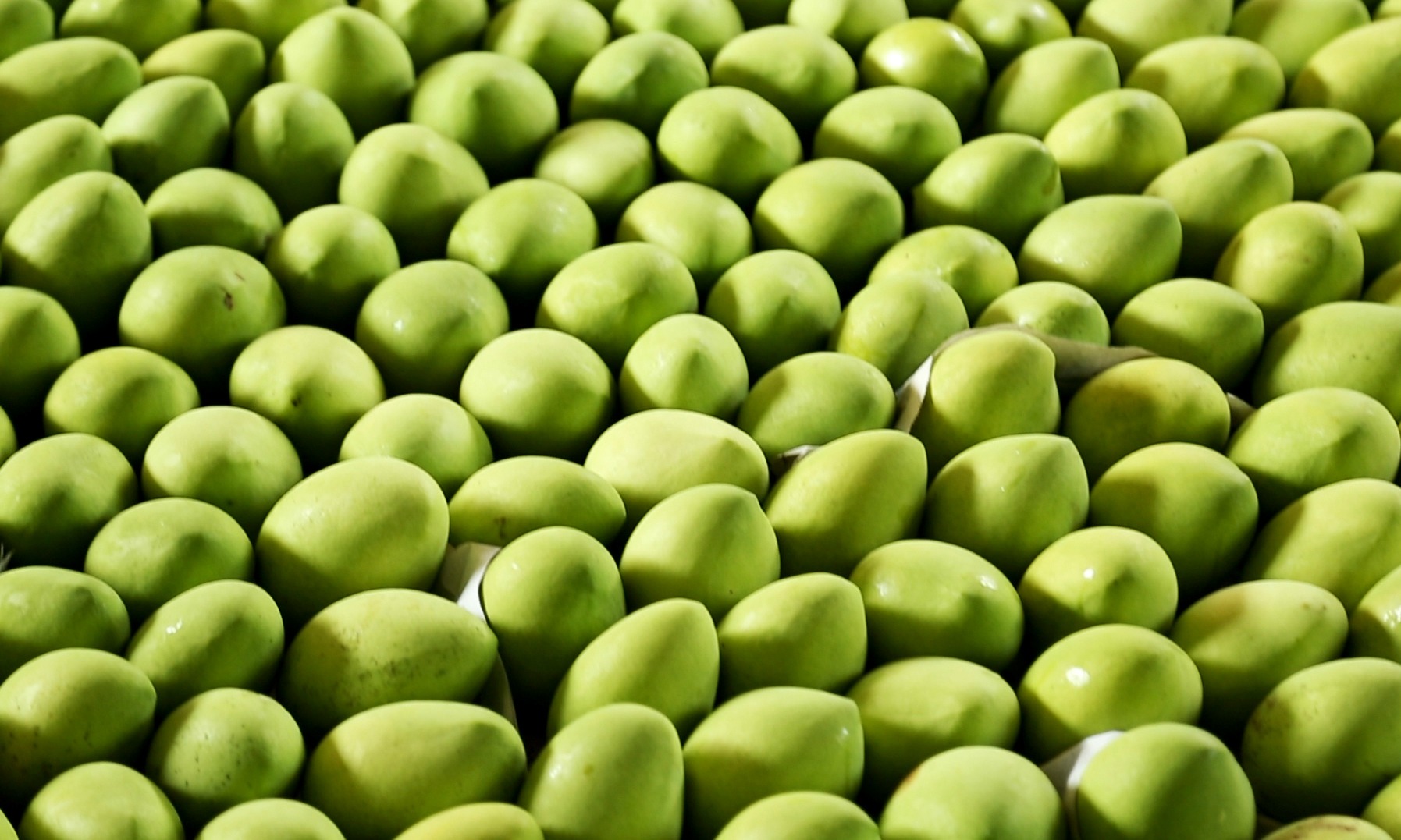 Loại quả của Việt Nam khiến người Trung Quốc siêu mê: diện tích trồng hơn 110.000 ha, đến cựu Đại sứ Hoa Kỳ cũng phải xuýt xoa khen 'ngon nhất thế giới' - Ảnh 1