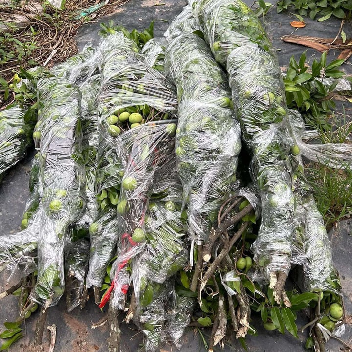 Thị thơm vào mùa, chị em lùng mua cả cành về chưng nhà - Ảnh 2