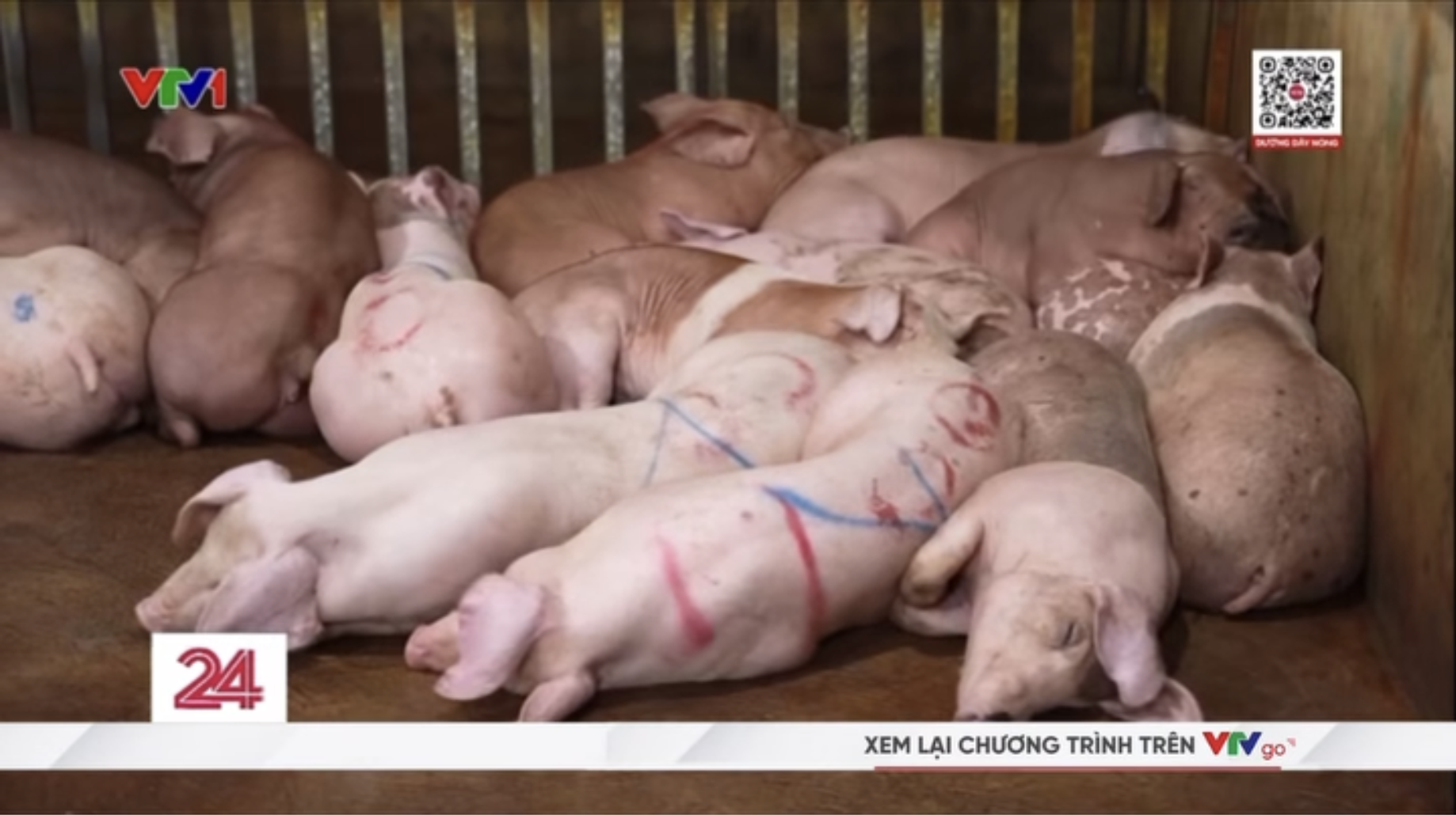 Vụ triệt phá 3 đường dây giết mổ, buôn bán lợn bệnh tại Hà Nội: Tuồn cả nghìn con lợn bệnh ra thị trường, thu lợi 400 triệu chỉ trong 2 tháng - Ảnh 2