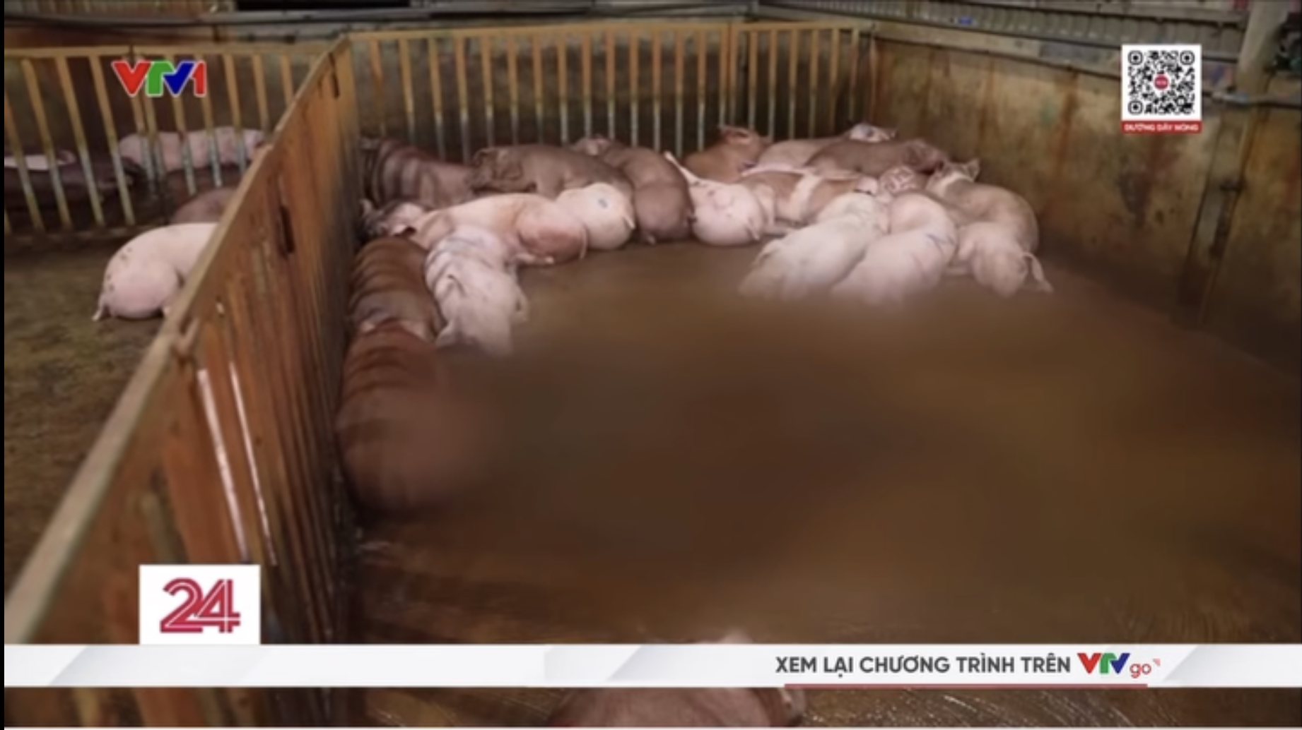 Vụ triệt phá 3 đường dây giết mổ, buôn bán lợn bệnh tại Hà Nội: Tuồn cả nghìn con lợn bệnh ra thị trường, thu lợi 400 triệu chỉ trong 2 tháng - Ảnh 3