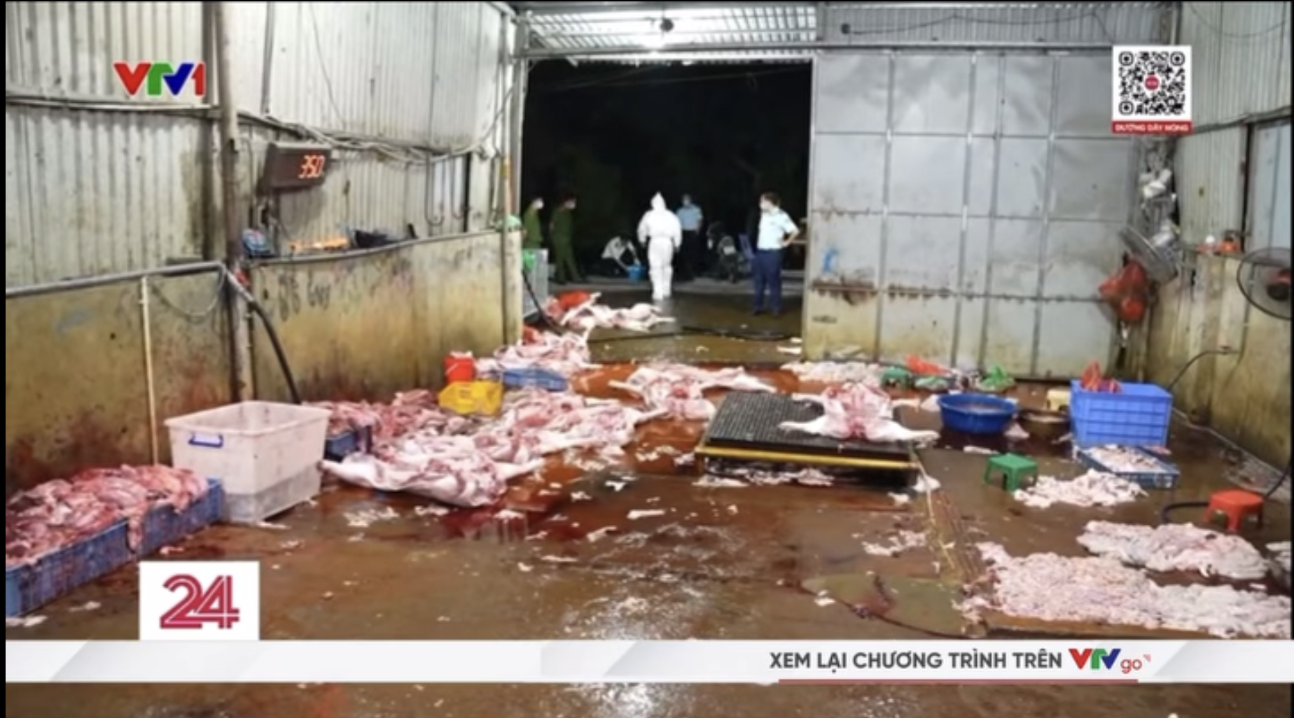 Vụ triệt phá 3 đường dây giết mổ, buôn bán lợn bệnh tại Hà Nội: Tuồn cả nghìn con lợn bệnh ra thị trường, thu lợi 400 triệu chỉ trong 2 tháng - Ảnh 1