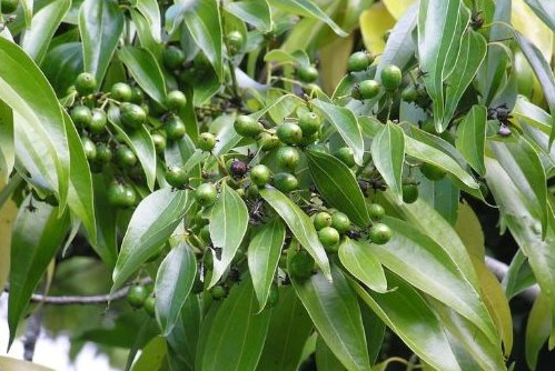 Việt Nam sở hữu hơn 180.000 ha 'sản vật' quý hiếm của thế giới, thu về 123 triệu USD kể từ đầu năm - Ảnh 1