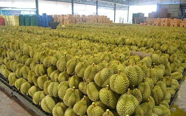 Láng giềng Việt Nam đón tin vui: 112 trang trại sầu riêng chính thức được cấp phép xuất khẩu sang thị trường Trung Quốc - Ảnh 1