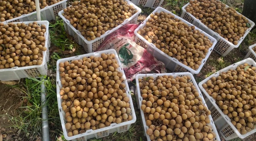 Không phải sầu riêng, một loại quả đang khiến nông dân Thái Lan rơi vào cảnh ‘sầu’: Sản lượng tăng nóng khiến giá giảm mạnh, Chính phủ vừa chi 1 tỷ baht để giải cứu - Ảnh 1