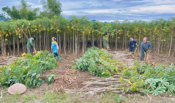 Một 'mỏ vàng dưới lòng đất' của Việt Nam khiến Trung Quốc có bao nhiêu mua bấy nhiêu: Thu về gần 700 triệu kể từ đầu năm, nước ta cạnh tranh với Thái Lan ngôi vương của thế giới - Ảnh 1