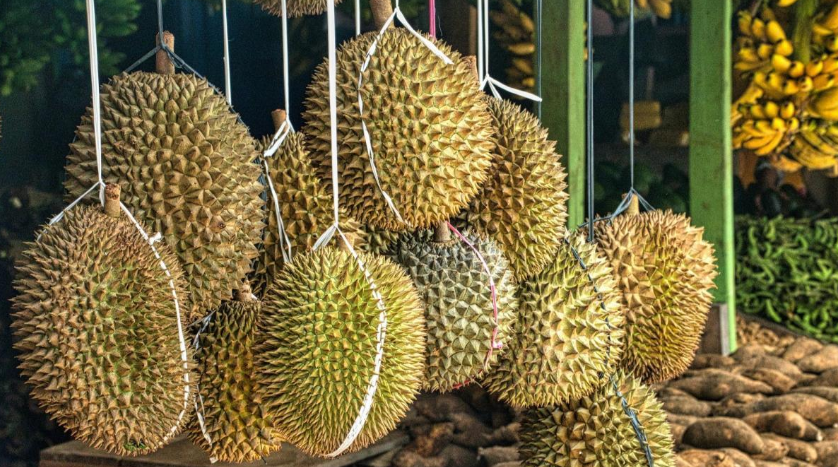 “Trồng sầu riêng ở Trung Quốc không hề dễ dàng”, cứu tinh nào giúp láng giềng Việt Nam chuẩn bị đón vụ mùa bội thu, gây áp lực lên các đối thủ? - Ảnh 1