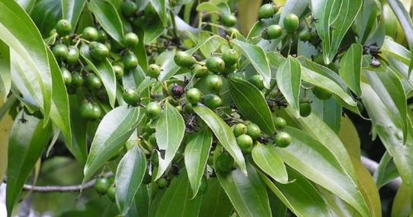 Việt Nam sở hữu hơn 180.000 ha 'sản vật' quý hiếm của thế giới, thu về 123 triệu USD kể từ đầu năm