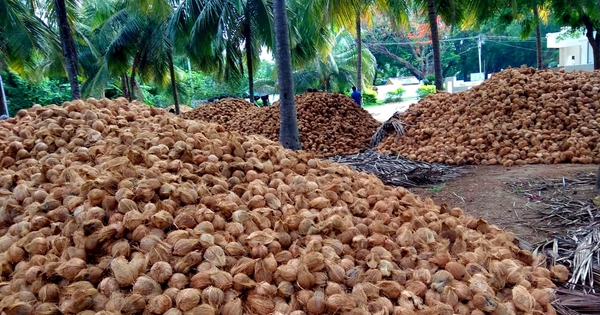 Không phải sầu riêng, một báu vật triệu đô của Việt Nam khiến Trung Quốc, Mỹ mê mẩn: diện tích trồng 200.000 ha, giá xuất khẩu tăng gấp 6 lần