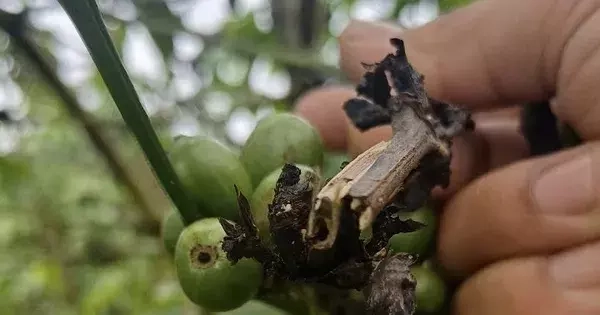 Cà phê rụng quả sau bón phân NPK, Lâm Đồng đề nghị tạm ngưng tiêu thụ 150 tấn phân bón