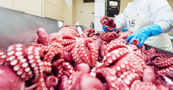 Mặt hàng Việt quen thuộc kỳ vọng thu 700 triệu đô, được Hàn, Nhật mua mạnh: Chìa khóa phát triển bền vững