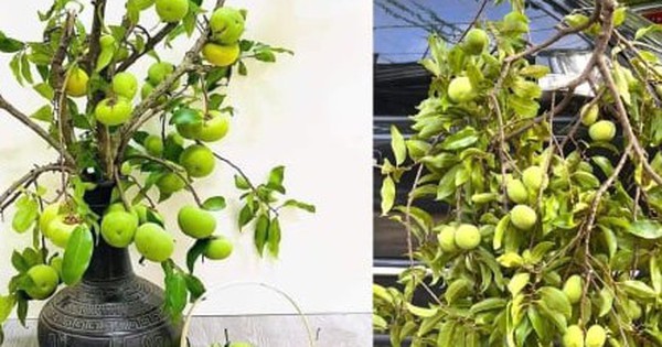 Thị thơm vào mùa, chị em lùng mua cả cành về chưng nhà
