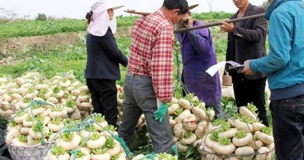 Củ cải “biến dạng” mà siêu năng suất, xưa là rau cứu đói, nay giúp “hái ra tiền”