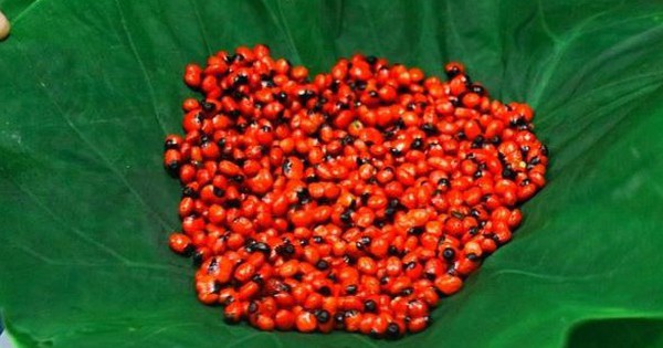 Loại hạt đắt đỏ bậc nhất thế giới, giá 240 triệu đồng/kg, chỉ duy nhất Việt Nam mới có