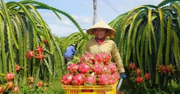 Nông sản 'tắc đường' vào EU, Bộ Nông nghiệp và Môi trường có động thái gì?