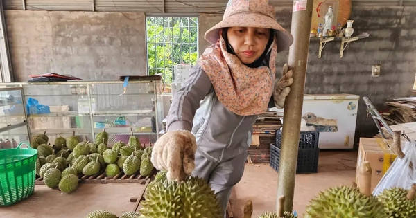 Sầu riêng rớt giá do... ông trời