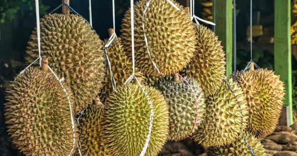 “Trồng sầu riêng ở Trung Quốc không hề dễ dàng”, cứu tinh nào giúp láng giềng Việt Nam chuẩn bị đón vụ mùa bội thu, gây áp lực lên các đối thủ?