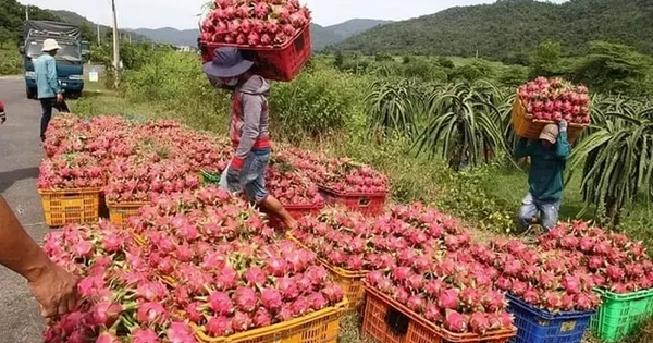 Ai chịu trách nhiệm việc thanh long, hồ tiêu 'chết yểu' vì thủ tục xuất khẩu?