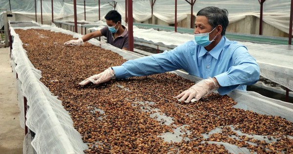 Vừa phá kỷ lục, một mặt hàng tỷ USD của VN chinh phục hơn 80 nước đang “gặp khó”: Thủ tướng chỉ đạo gì?