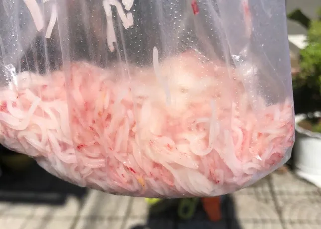 Bún tươi đổi màu lạ tại Đà Nẵng: Cơ sở sản xuất bị đình chỉ khẩn cấp - Ảnh 1