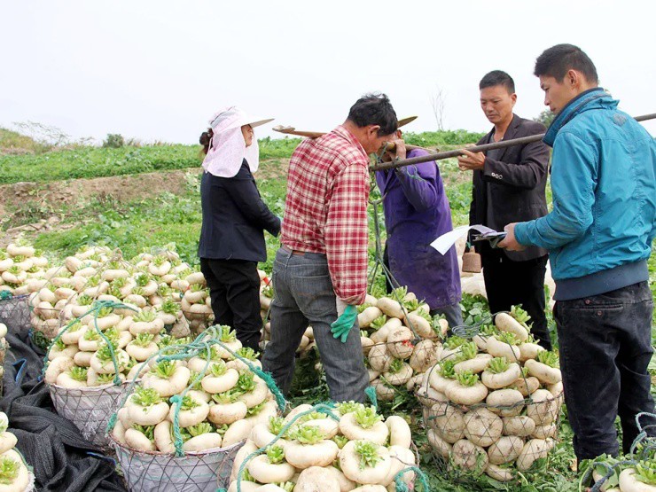 Củ cải “biến dạng” mà siêu năng suất, xưa là rau cứu đói, nay giúp “hái ra tiền” - Ảnh 2