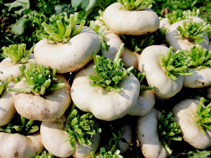 Củ cải “biến dạng” mà siêu năng suất, xưa là rau cứu đói, nay giúp “hái ra tiền” - Ảnh 1