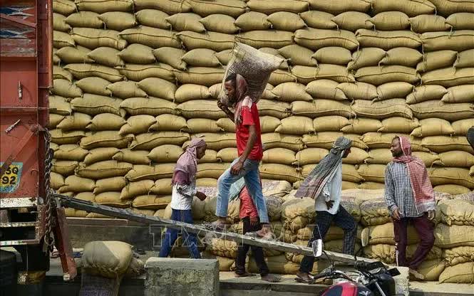 Ấn Độ khó tìm khách hàng mua gạo - Ảnh 1